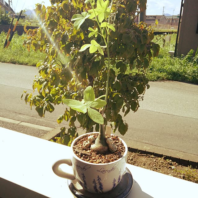 sunflowerさんの実例写真