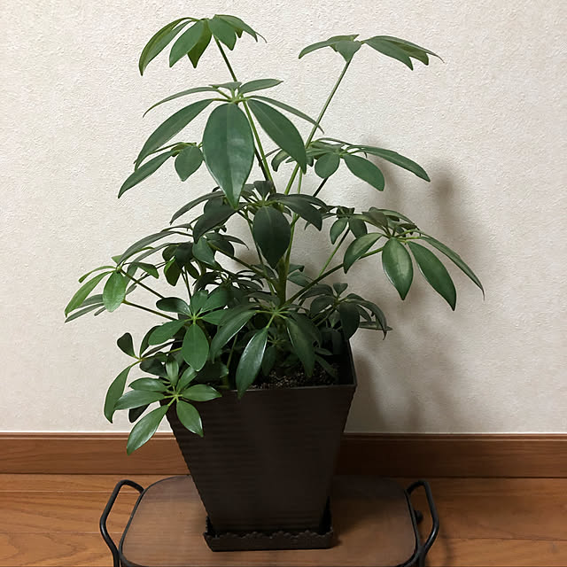 otamaさんの実例写真