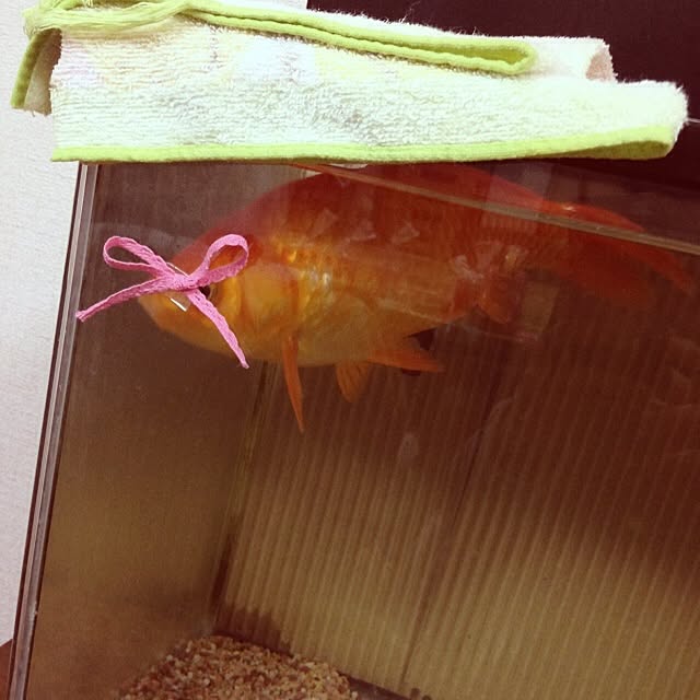 ayaさんの実例写真