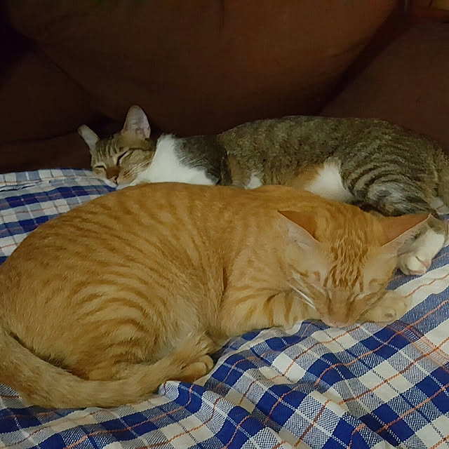 CinqinTWさんの実例写真