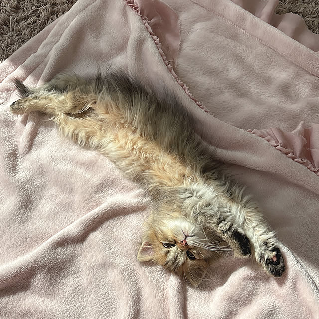 miyu39さんの実例写真