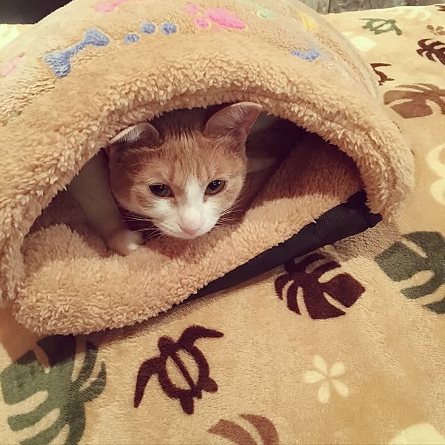 Kohanisutoさんの実例写真