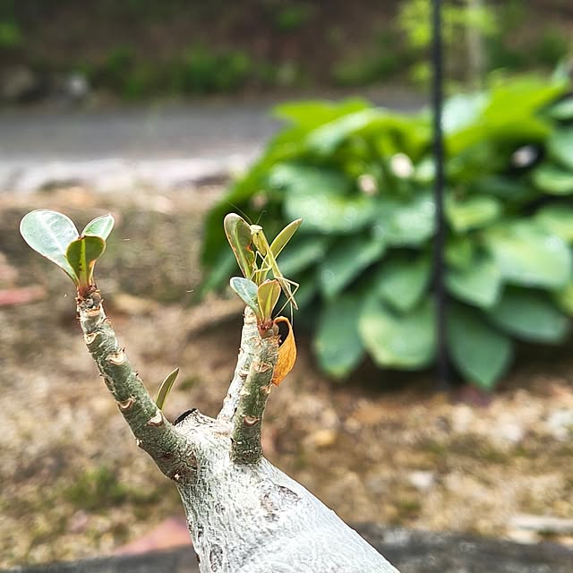 Rubiconさんの実例写真