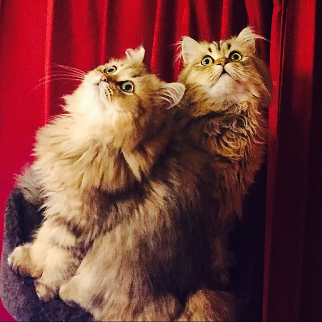 butachanさんの実例写真