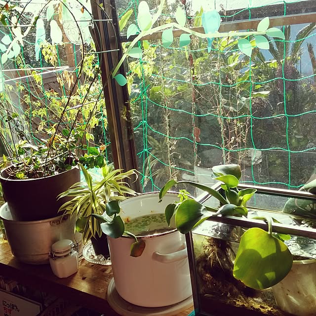 kikuさんの実例写真