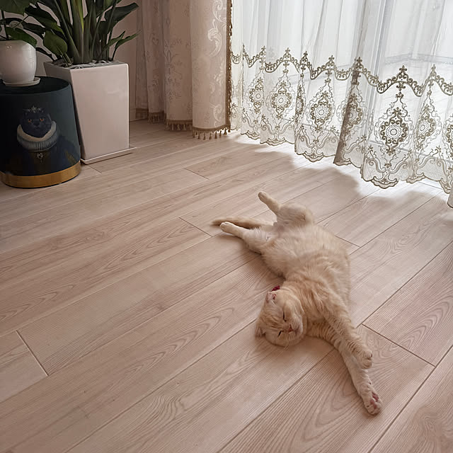 jucakikkaさんの実例写真
