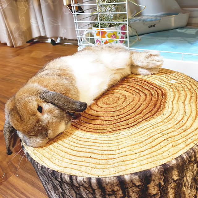 suzuさんの実例写真