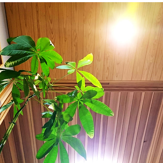 yamさんの実例写真