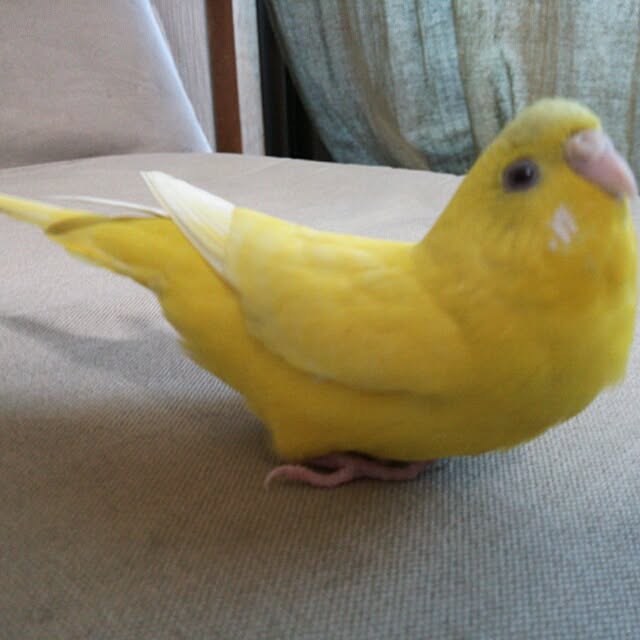 tsubuさんの実例写真