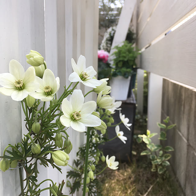 PEKO3_3さんの実例写真