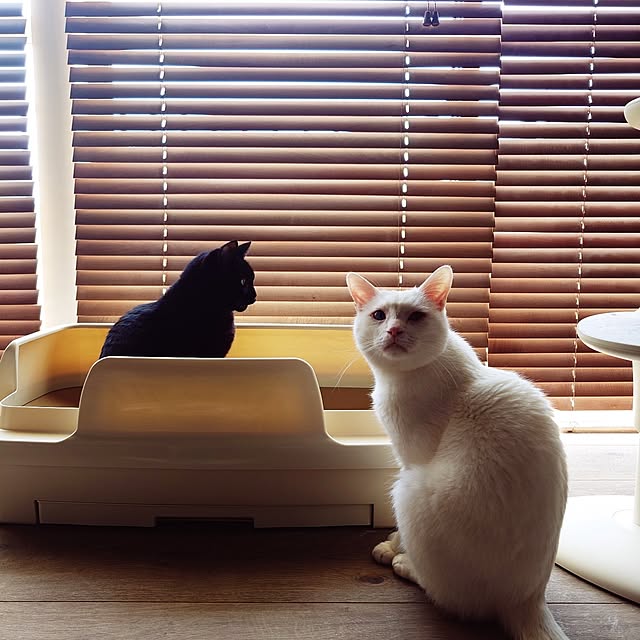 Blackcatさんの実例写真