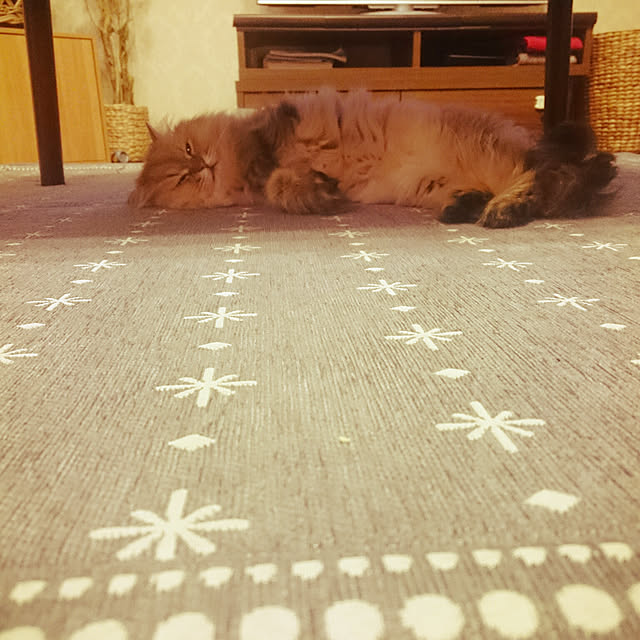 pinonyancoさんの実例写真
