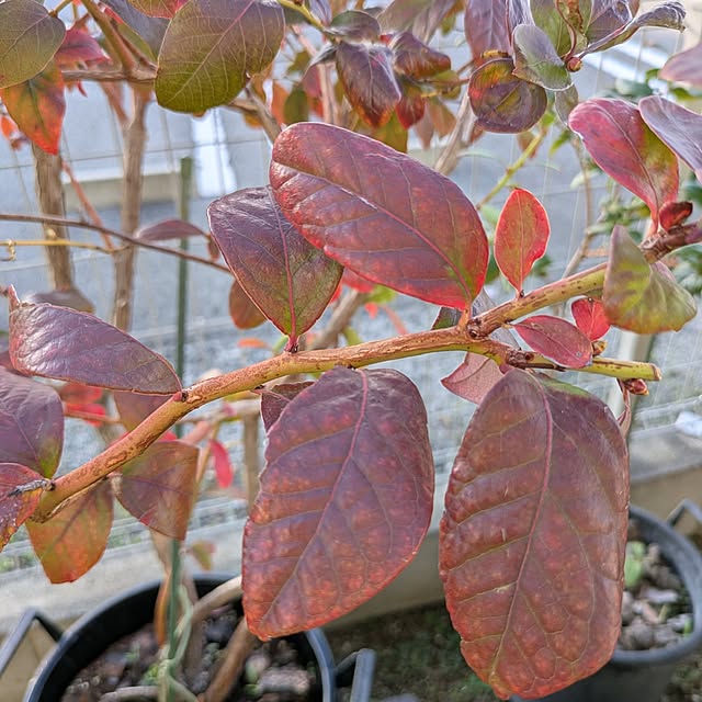 naoさんの実例写真