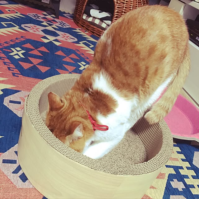 nyanyakoさんの実例写真