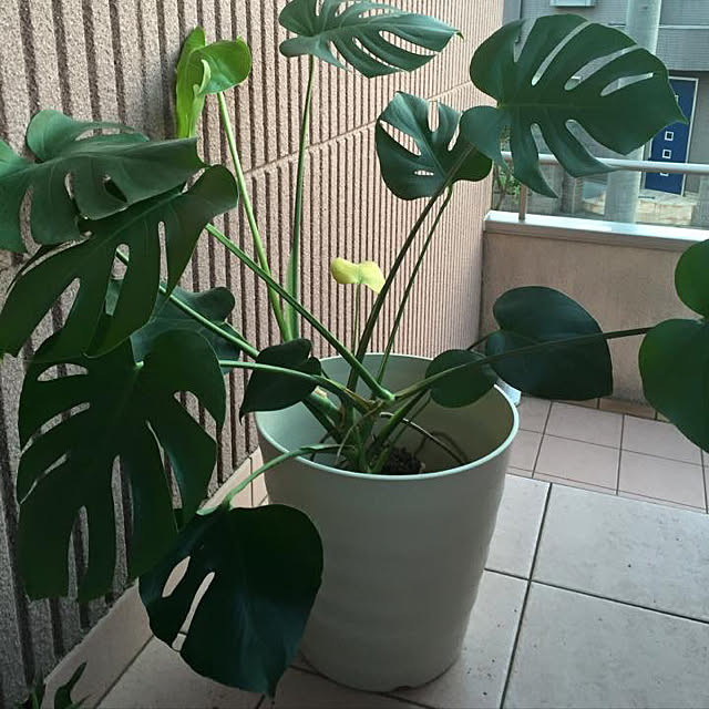 himaさんの実例写真