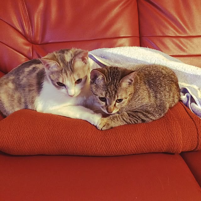 Akikoさんの実例写真