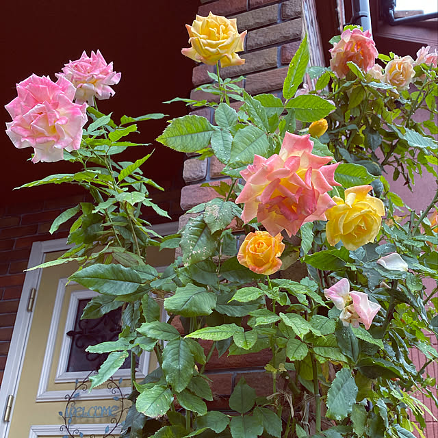 RoseLife5818さんの実例写真