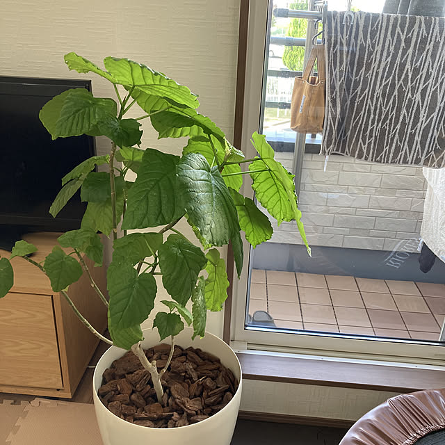 mnkb.1さんの実例写真