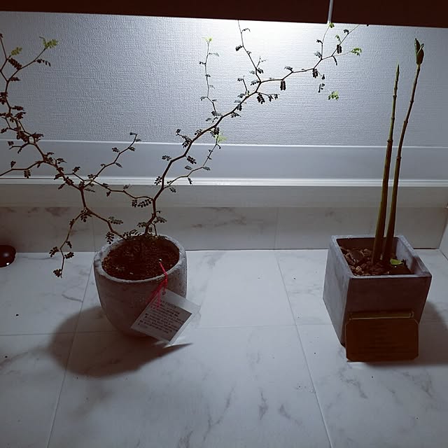 yoshirinさんの実例写真