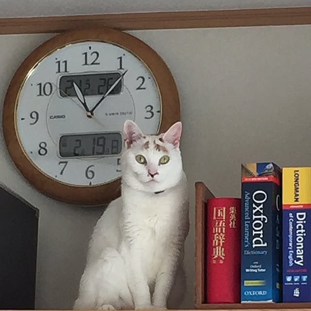 sakuraさんの実例写真