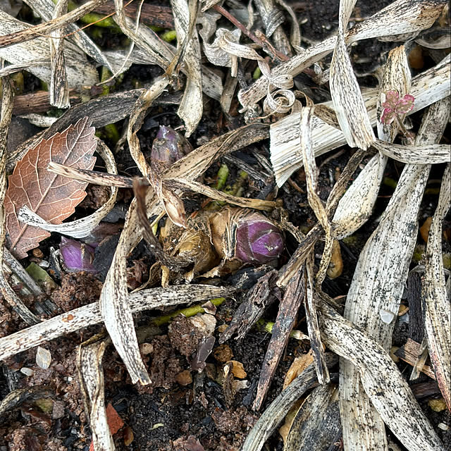 buchiさんの部屋