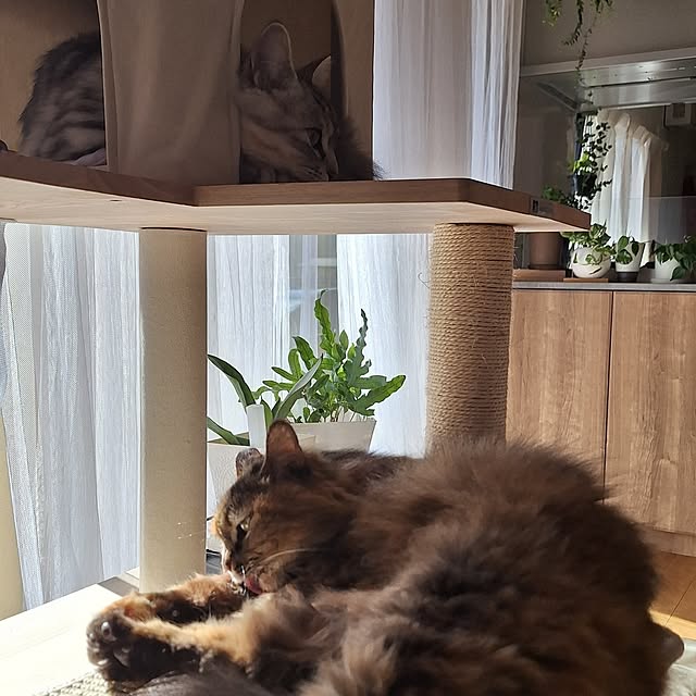 toramonaさんの実例写真