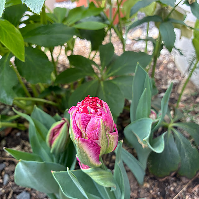 hatsugaさんの部屋