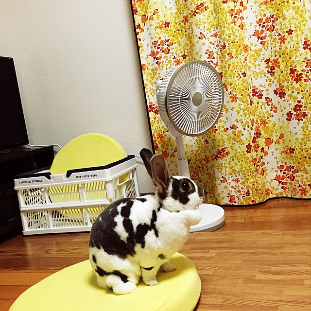 sasanquaさんの実例写真