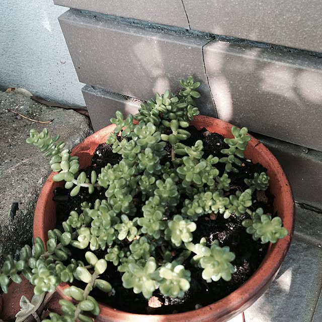cooさんの実例写真
