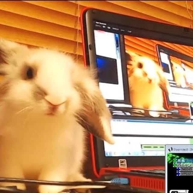 panyanさんの実例写真