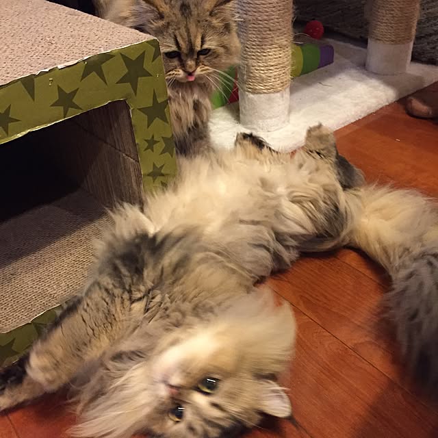 butachanさんの実例写真