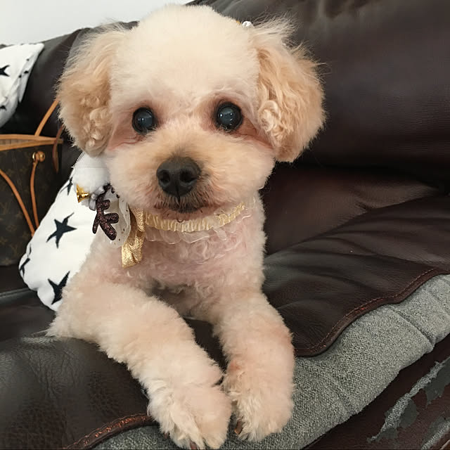 coco.さんの実例写真