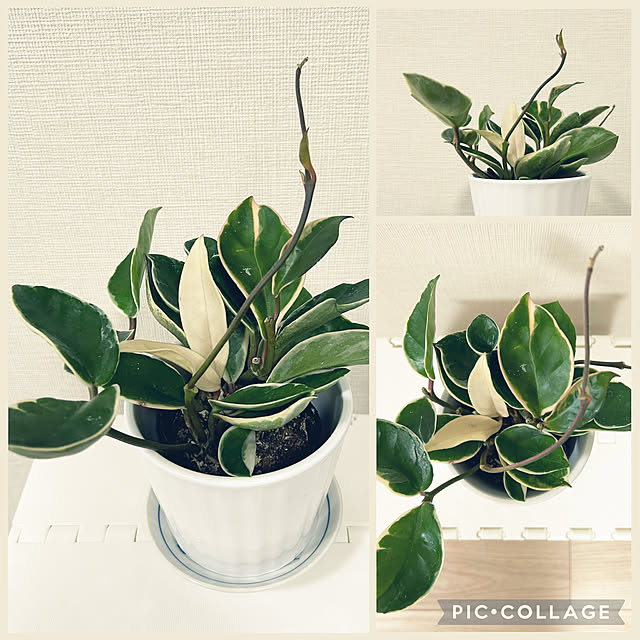 yoyoyoさんの実例写真