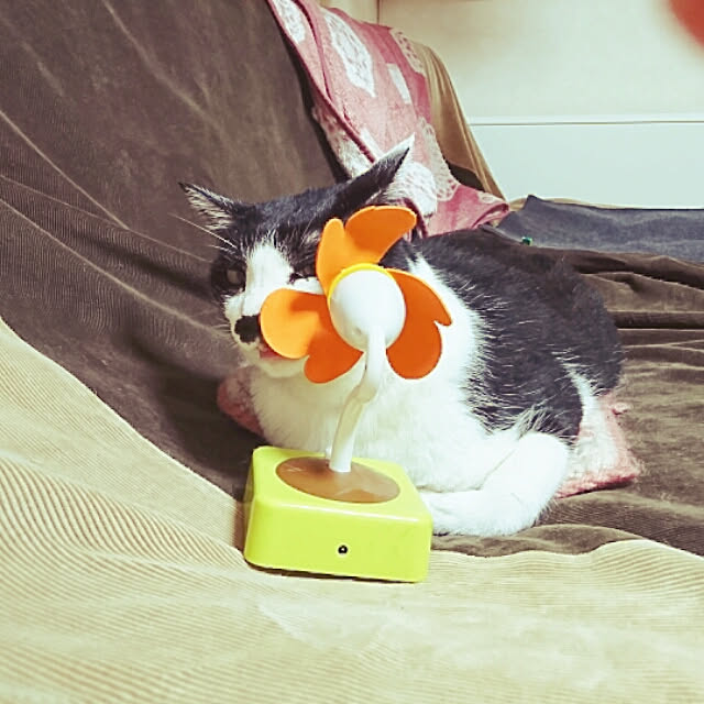 oliveさんの実例写真