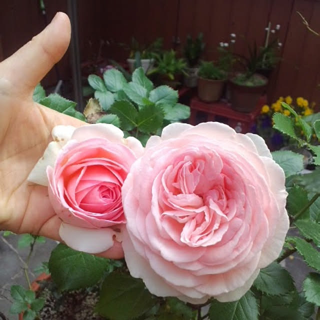 boutique.masayoさんの実例写真