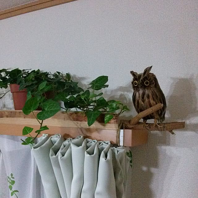 takanakoさんの実例写真