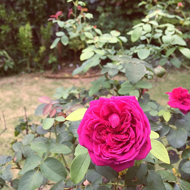happygardenさんの実例写真