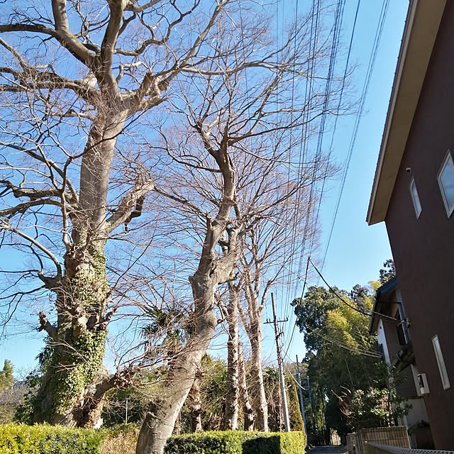 y.ebihara0811さんの実例写真
