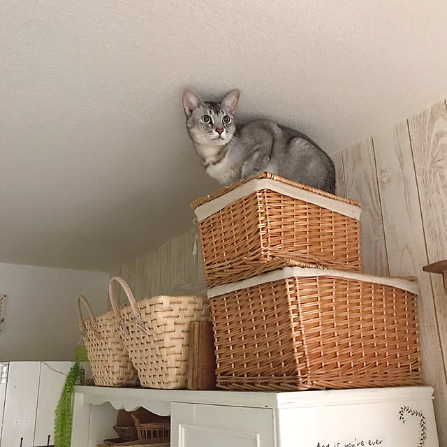 kotoriさんの実例写真