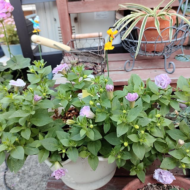 kiraさんの部屋