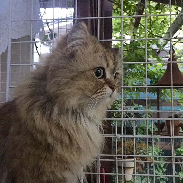 butachanさんの実例写真