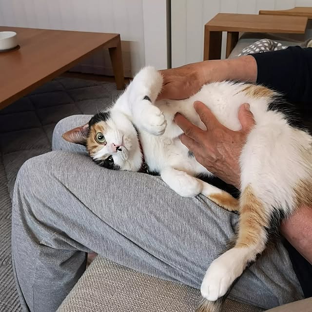 koyurizuさんの実例写真