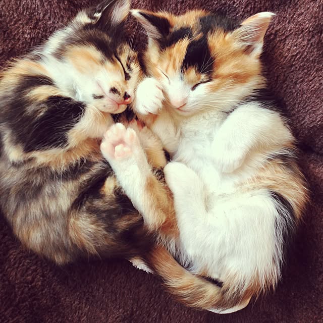 chi-さんの実例写真