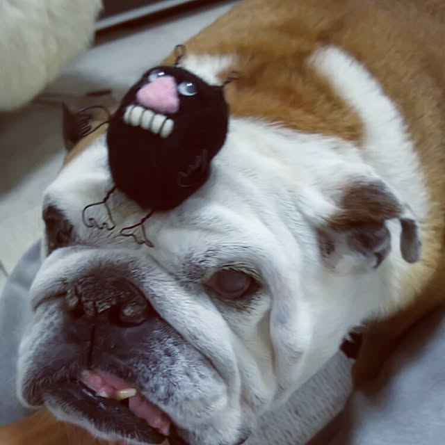 panchobiさんの実例写真