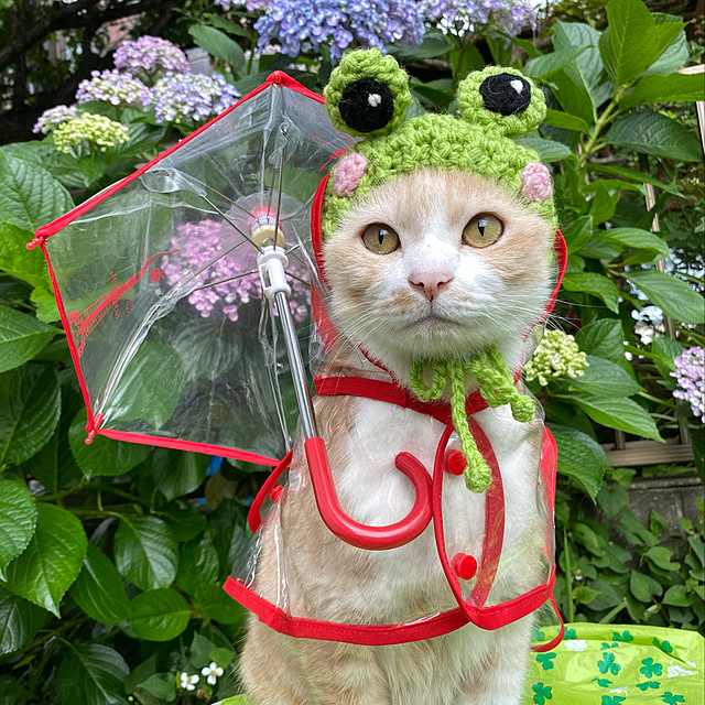 ike2910さんの実例写真