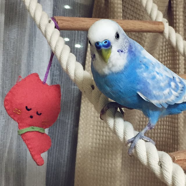 toratanさんの実例写真
