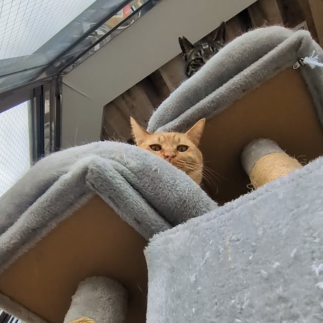 mori_6_12さんの実例写真