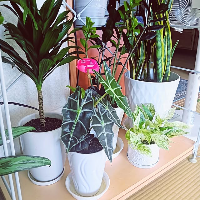 hanachanさんの部屋