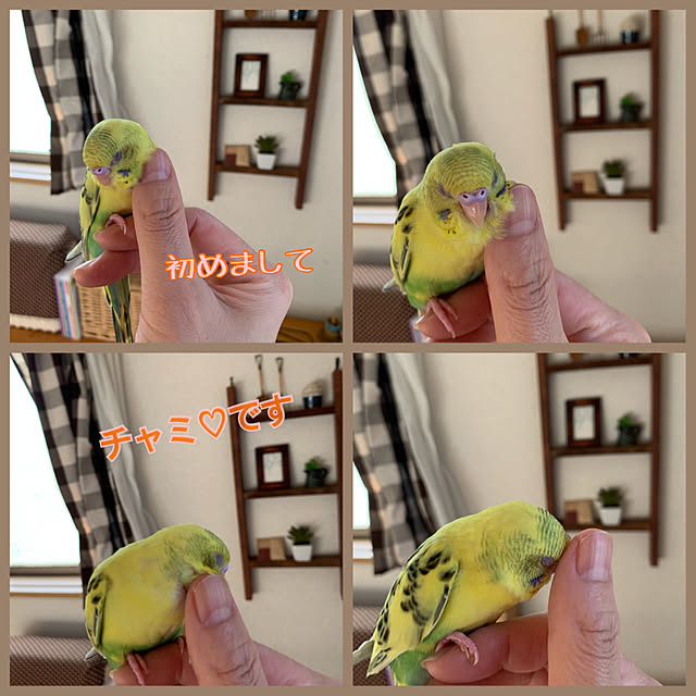 cyaroさんの実例写真
