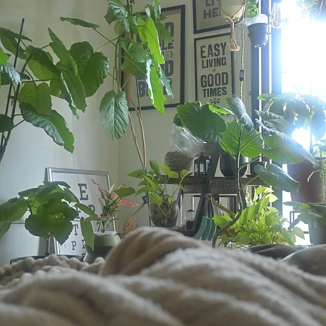 CYNOSさんの実例写真